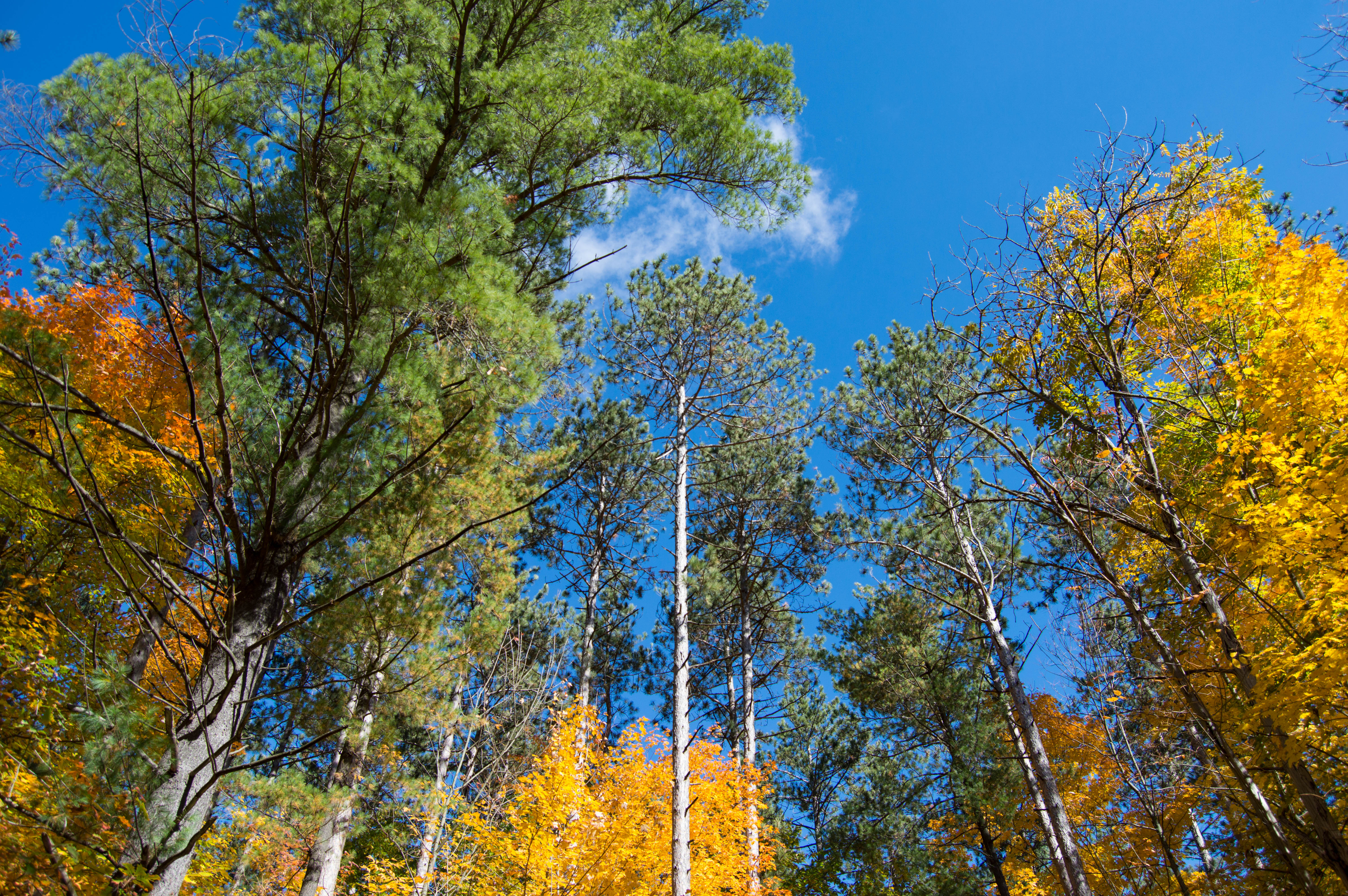 Trees in the forest 